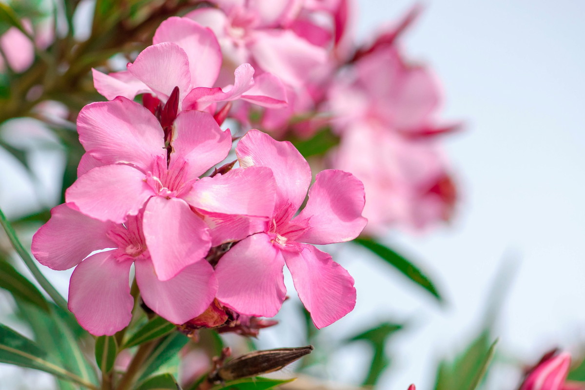 Oleander Nerium (zdj.: Fotolia.com)