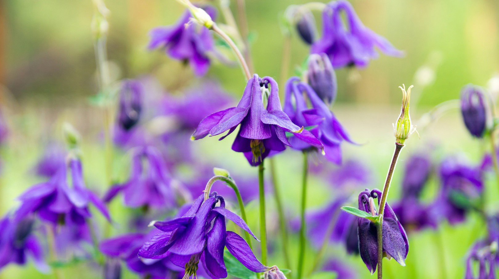 Orlik pospolity Aquilegia vulgaris (zdj.: Fotolia.com)