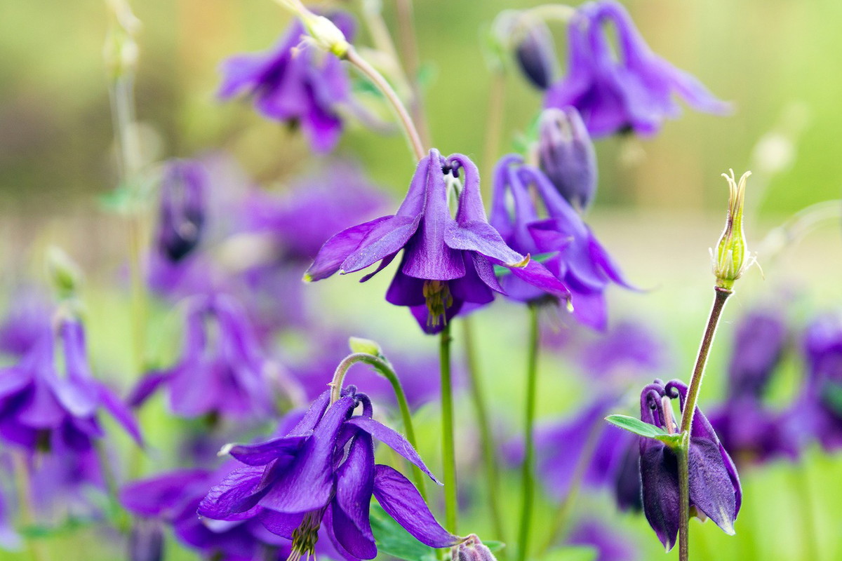 Orlik pospolity Aquilegia vulgaris (zdj.: Fotolia.com)