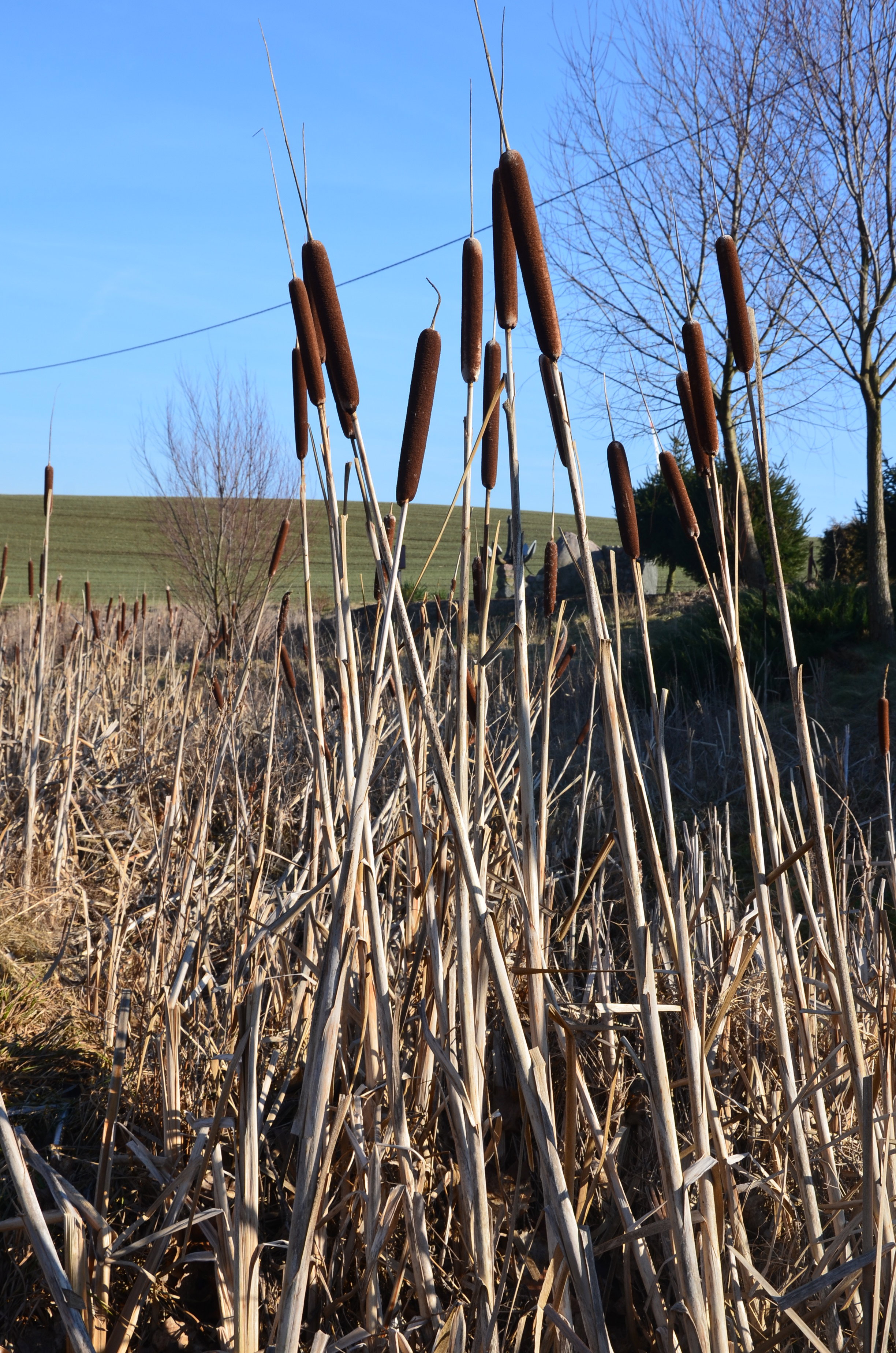  "Pałki " - wodne :)
