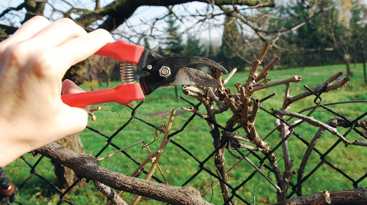 Pędy krzewów skracamy o 1/3 (cięcie słabe) lub o 2/3 długości (cięcie silne).