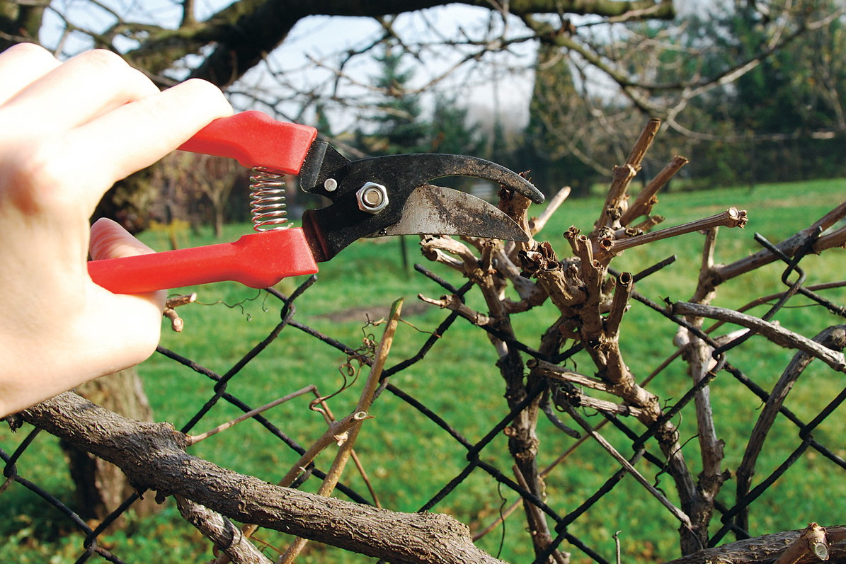 Pędy krzewów skracamy o 1/3 (cięcie słabe) lub o 2/3 długości (cięcie silne).