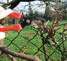 Pędy krzewów skracamy o 1/3 (cięcie słabe) lub o 2/3 długości (cięcie silne).