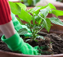 Pielęgnacja roślin mieszkaniowych (zdj: Fotolia.com)