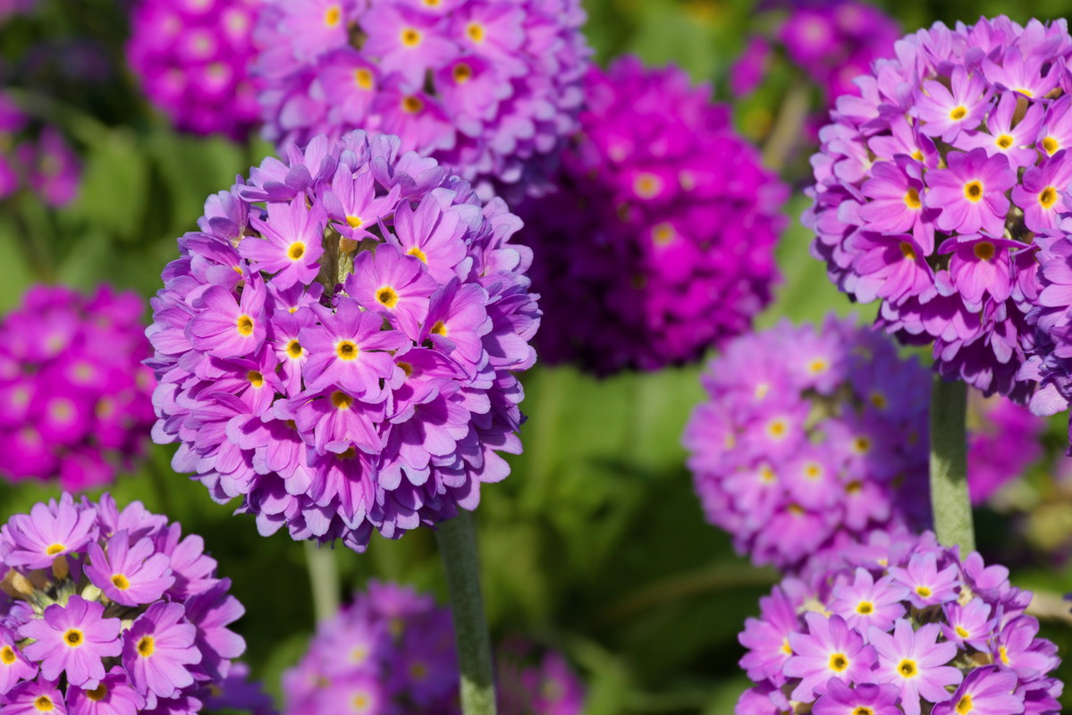 Pierwiosnek ząbkowany primula denticulata (zdj.: Fotolia.com)