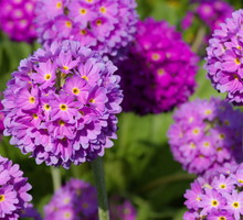 Pierwiosnek ząbkowany primula denticulata (zdj.: Fotolia.com)