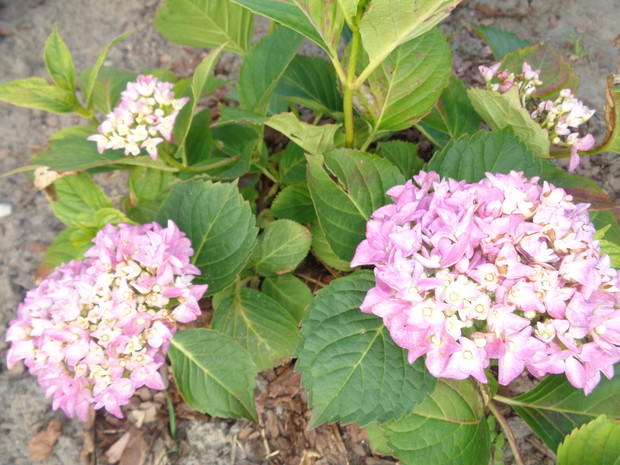 Pierwsza hortensja ogrodowa o takiej barwie. 