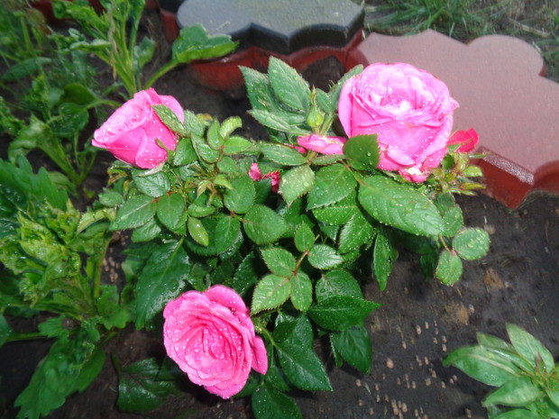 Pierwsza miniaturowa róża .