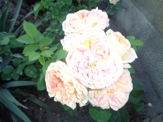 Pierwsza róża damasceńska pnąca. 