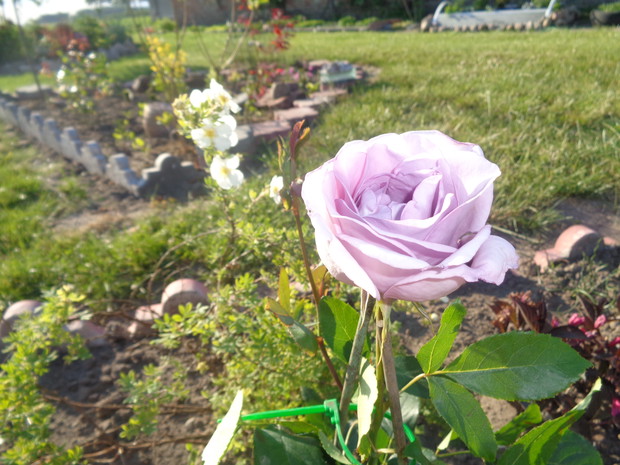 Pierwsza róża jaka zakwitła tego roku w ogrodzie. 