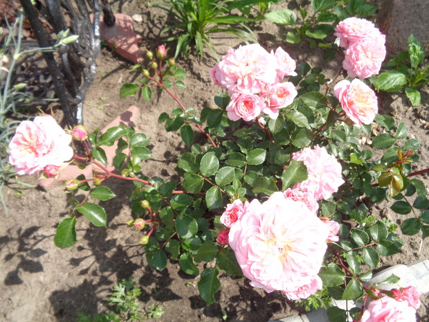 Pierwsza róża parkowa. 