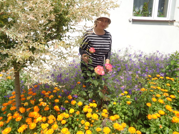 Pierwsza róża w sielskim klimacie. 