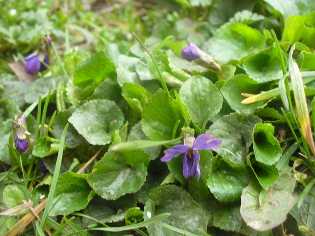 pierwsze fiołki na trawniku