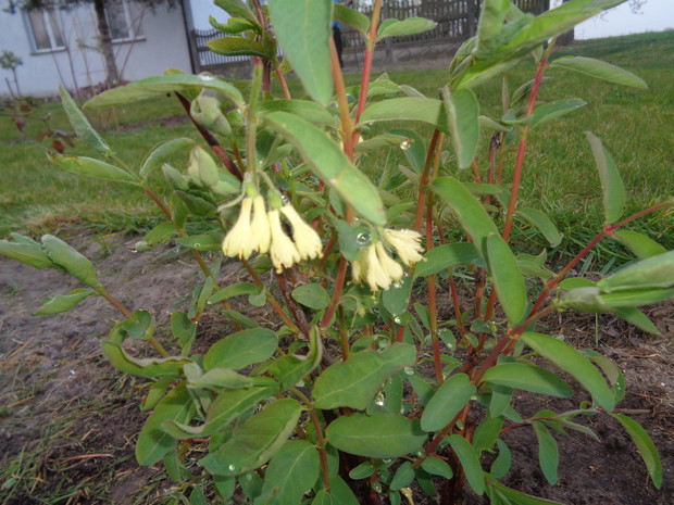 Pierwsze kwiaty jagody kamczackiej. 