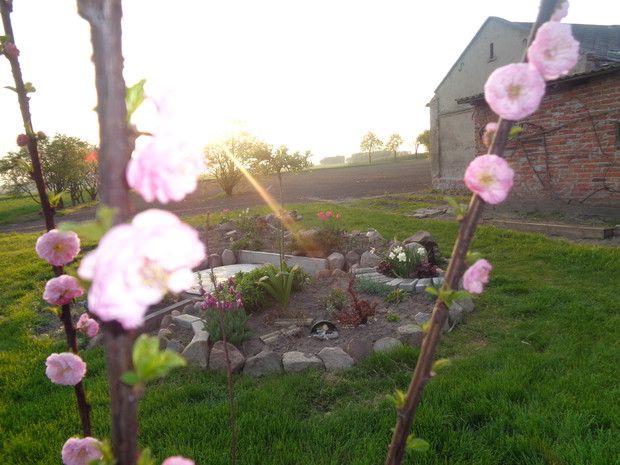 Pierwsze kwiaty migdałka szczepionego na pniu. 
