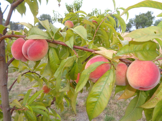 Pierwsze owoce brzoskwiń zasadzonych w zeszłym roku. 