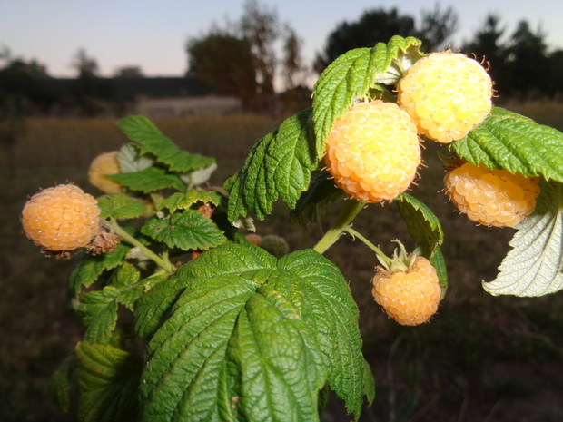 Pierwsze owoce maliny żółtej. 