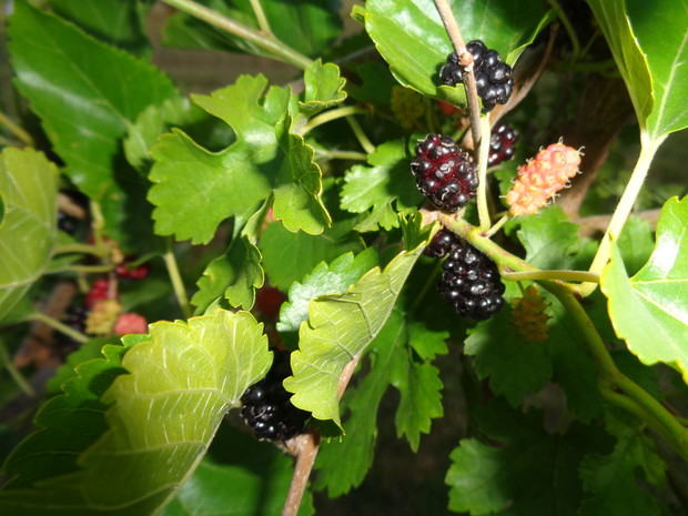 Pierwsze owoce morwy białej, 