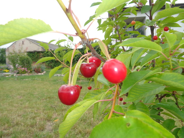 Pierwsze owoce wiśni. 