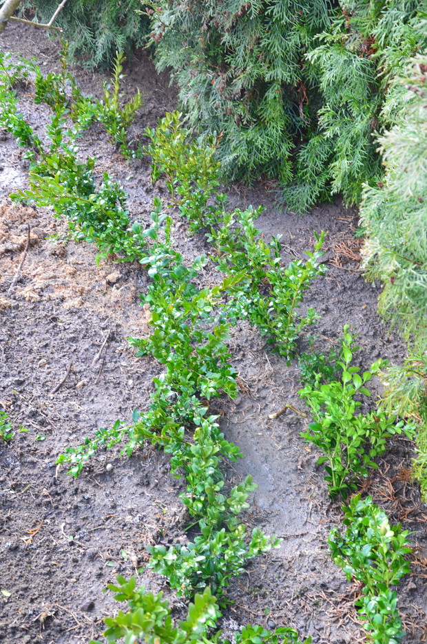 Pierwsze w ty roku  rozsady bukszpanów :)