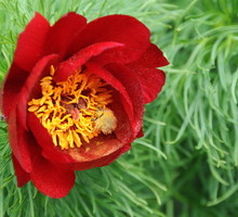 Piwonia delikatna Paeonia tenuifolia (zdj.: Fotolia.com)