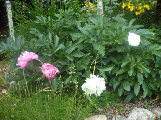 piwonie w dwóch kolorach