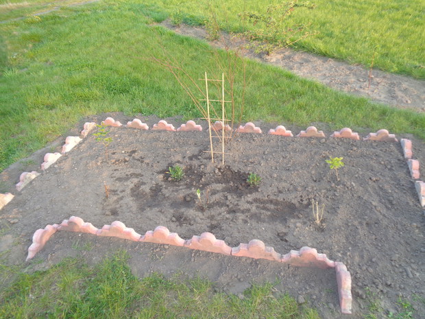 Początki nowej rabaty. 