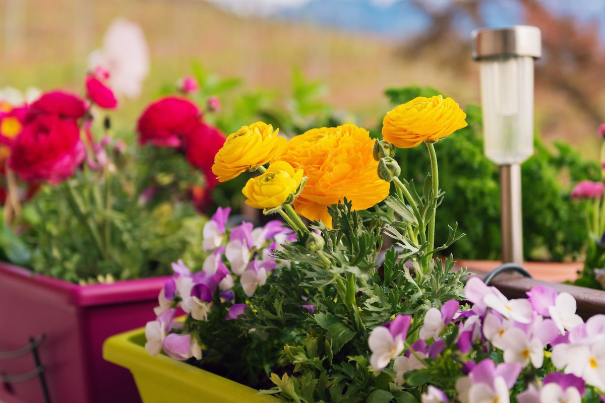 Podwieszanie doniczki balkonowe nie zajmują wiele miejsca a pozwalają mieć namiastkę ogrodu na balkonie (zdj.: Fotolia.com)