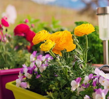 Podwieszanie doniczki balkonowe nie zajmują wiele miejsca a pozwalają mieć namiastkę ogrodu na balkonie (zdj.: Fotolia.com)
