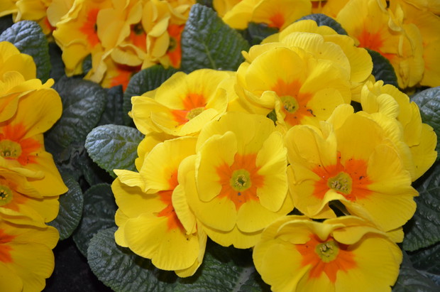 Prymulka-  inaczej nazywana pierwiosnkiem pochodzi z rejonów Europy i Azji o klimacie umiarkowanym. Jak sama nazwa wskazuje, pierwiosnek jest uważany za pierwszego zwiastuna wiosny, chociaż nie wszystkie gatunki odznaczają się wczesnym kwitnieniem. 