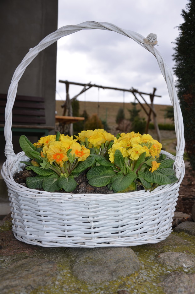 Prymulki ~ zwiastun wiosny :)