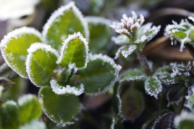 Przedwiosenne wahania temperatury mogą poskutkować przemarznięciem wybijających się powoli roślin (zdj.: Fotolia.com)