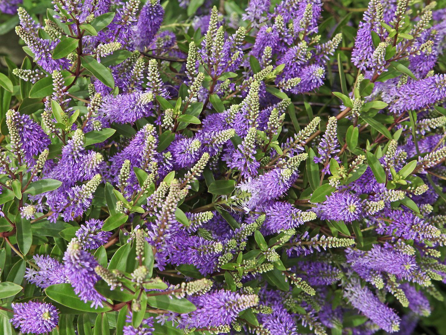 Przetacznik (zdj.: Fotolia.com)