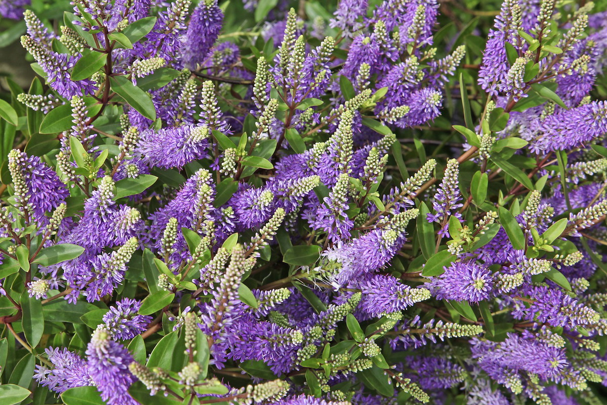 Przetacznik (zdj.: Fotolia.com)