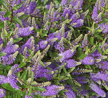 Przetacznik (zdj.: Fotolia.com)