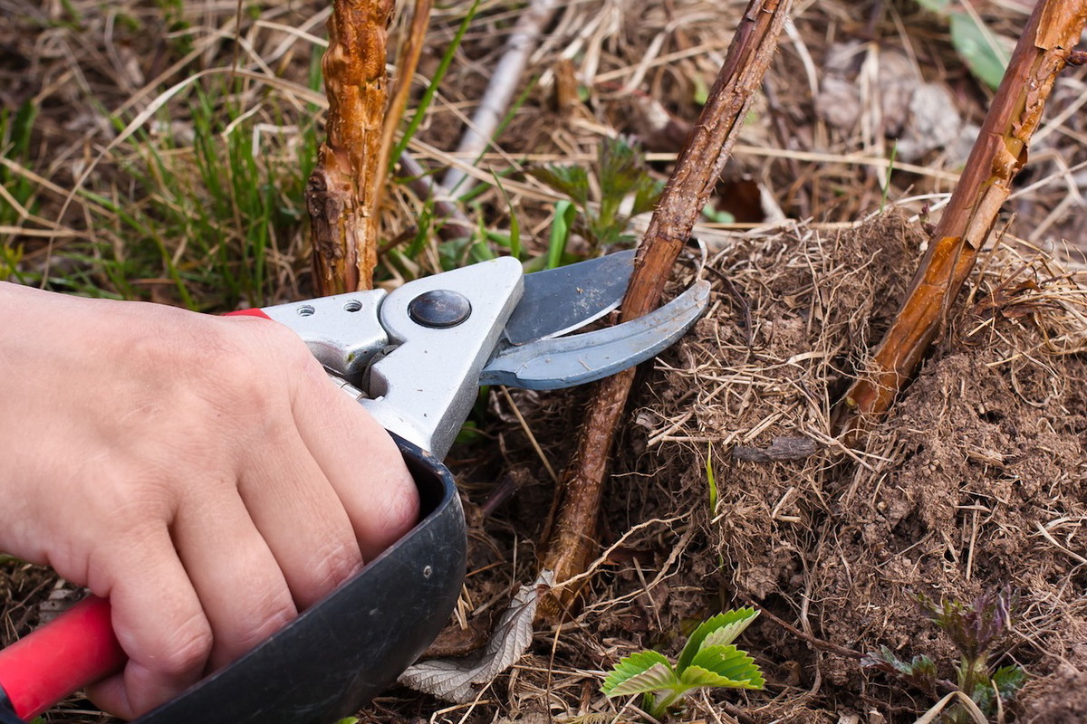 Przycinanie krzewu malin (zdj.: Fotolia.com)