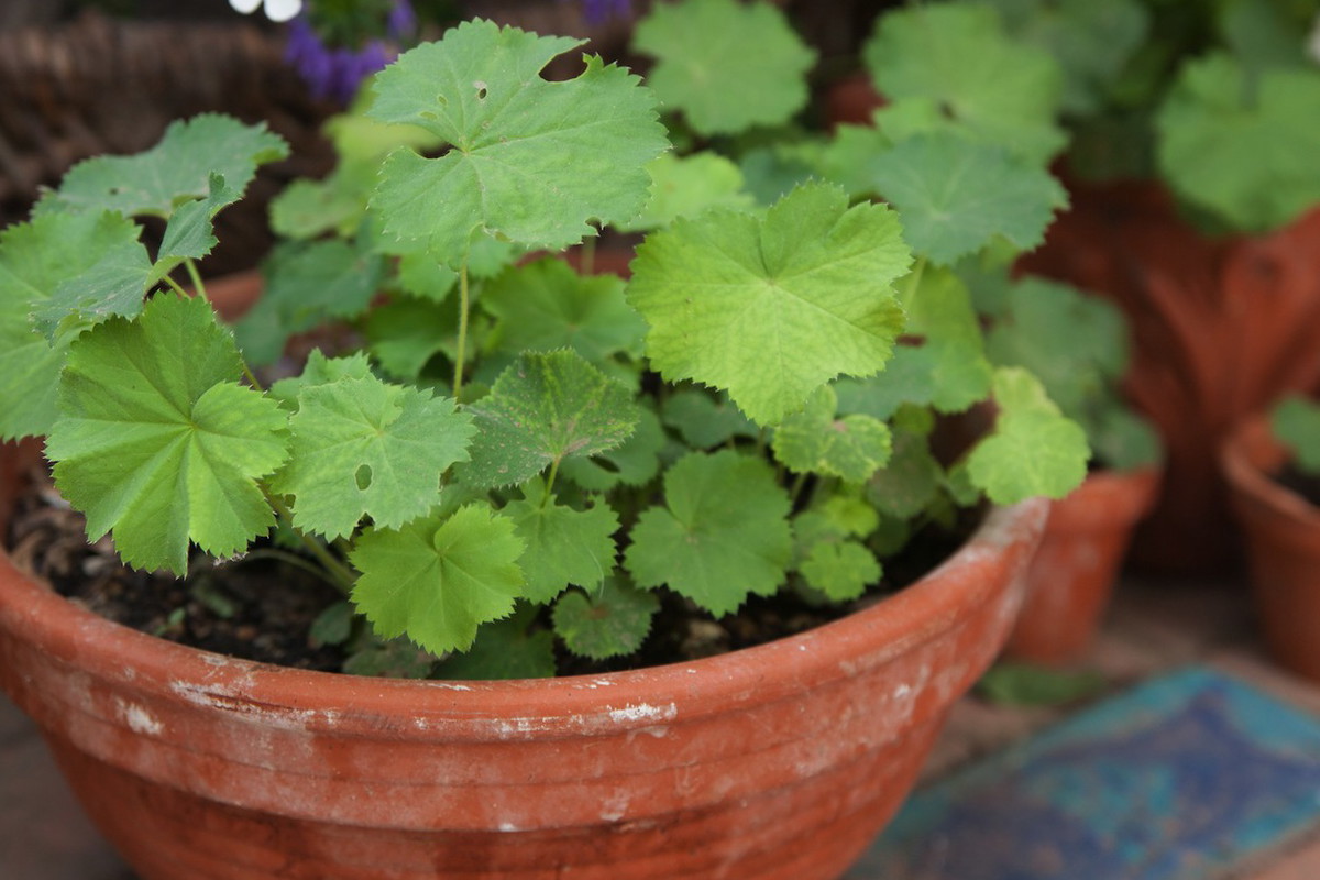 Przywrotnik Alchemilla w doniczce (zdj.: Fotolia.com)