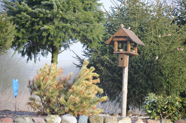 Ptaszki dokarmiam  przez cały rok :)