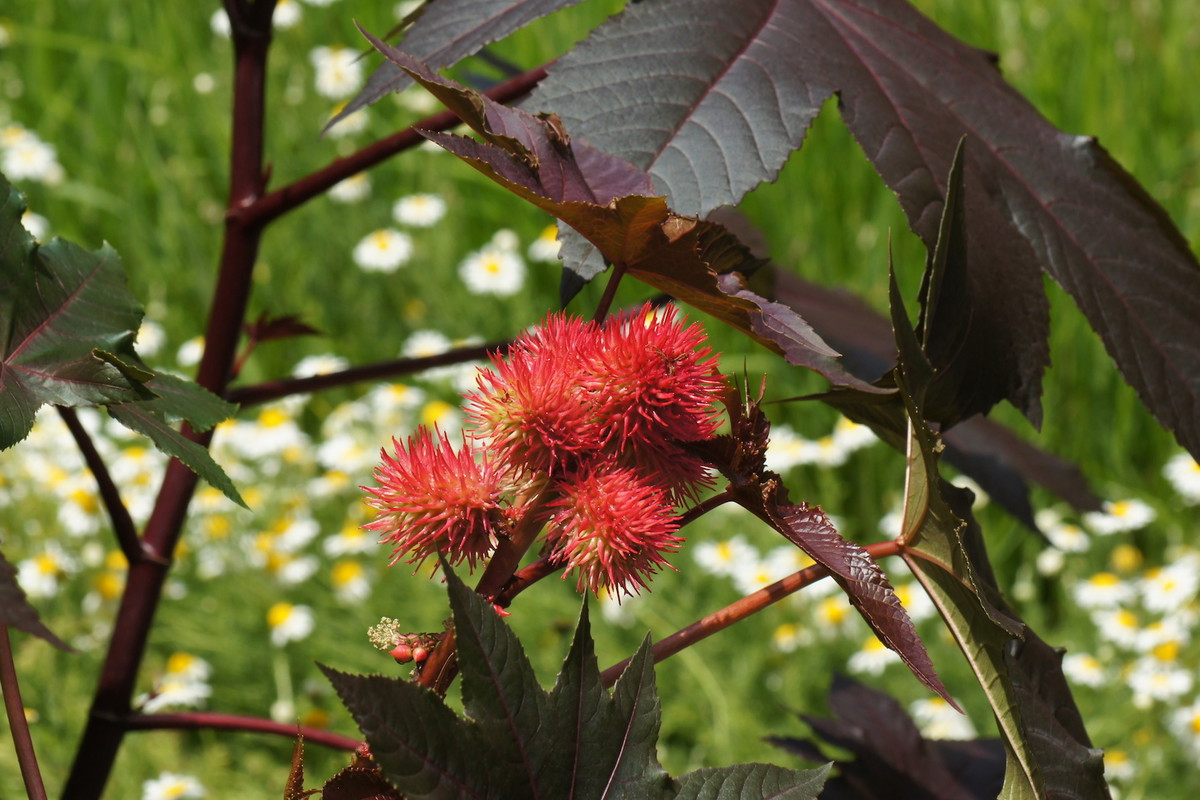 Rącznik pospolity Ricinus communis (zdj.: Fotolia.com)