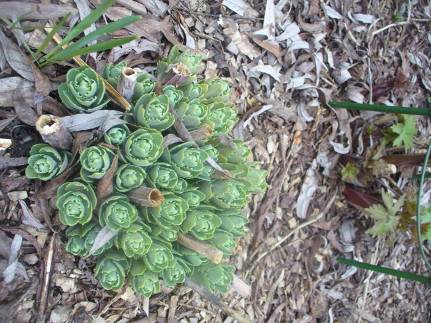 rozchodnik okazały wczesną wiosna