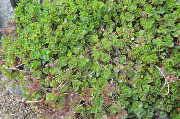 Rozchodnik  – rodzaj roślin należący do rodziny gruboszowatych. Według różnych ujęć taksonomicznych należy do niego od ok. 280 do ok. 470 gatunków występujących głównie na półkuli północnej. Wiele gatunków to rośliny ozdobne, zazwyczaj rosnące w naturze.