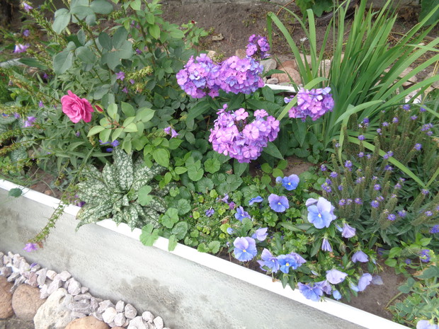 Róże , floksy , przetaczniki i bratki to wspaniali kompani. 