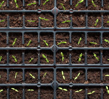 Rozsada pomidorów (zdj.: Fotolia.com)