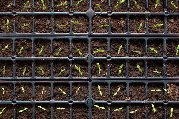 Rozsada pomidorów (zdj.: Fotolia.com)