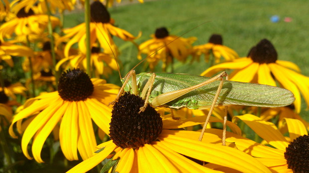 rudbekia i wielki konik