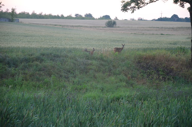 Sarna z młodymi  sarniątkami :) 
2015 r.