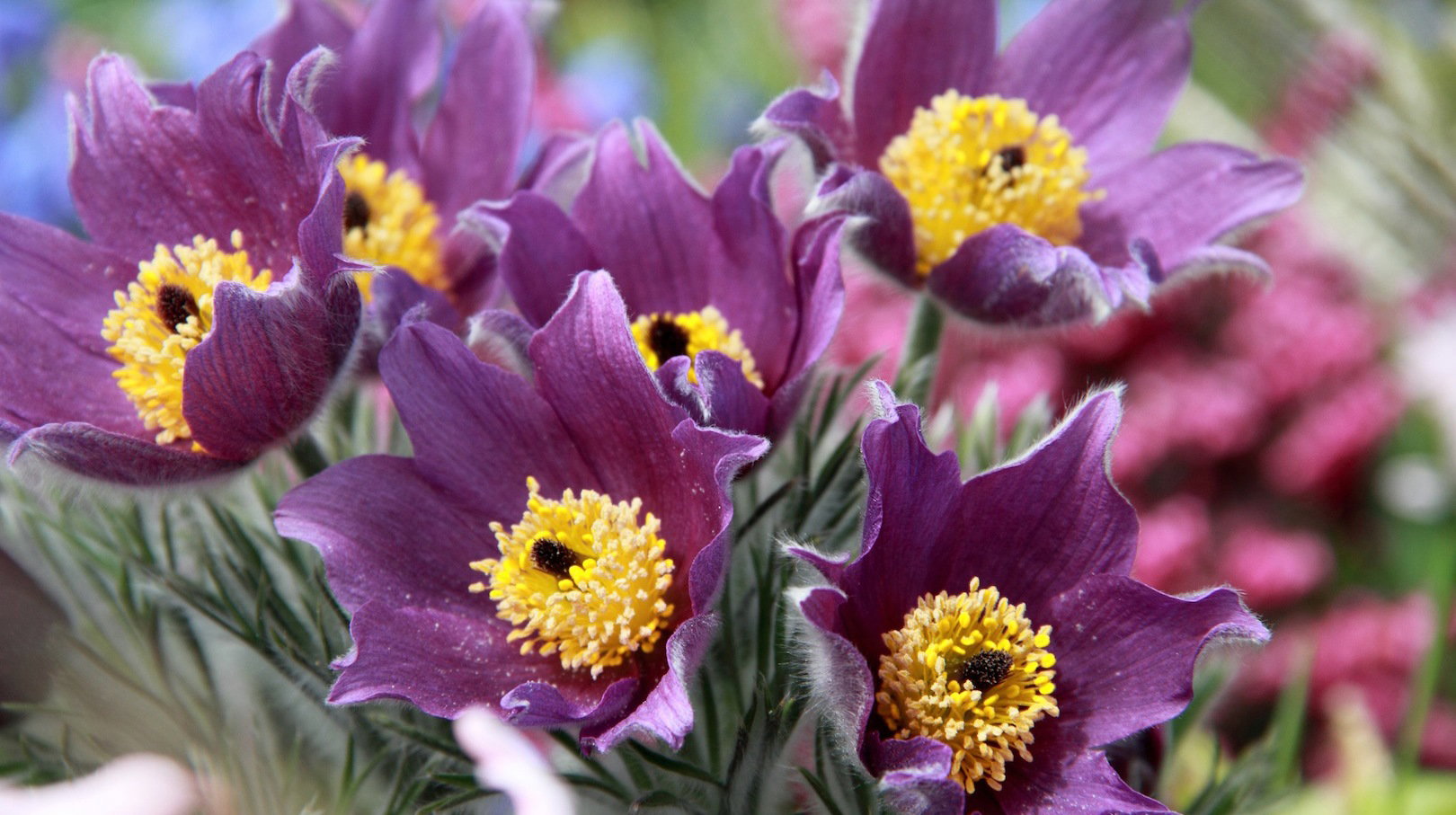 Sasanki (zdj.: Fotolia.com)