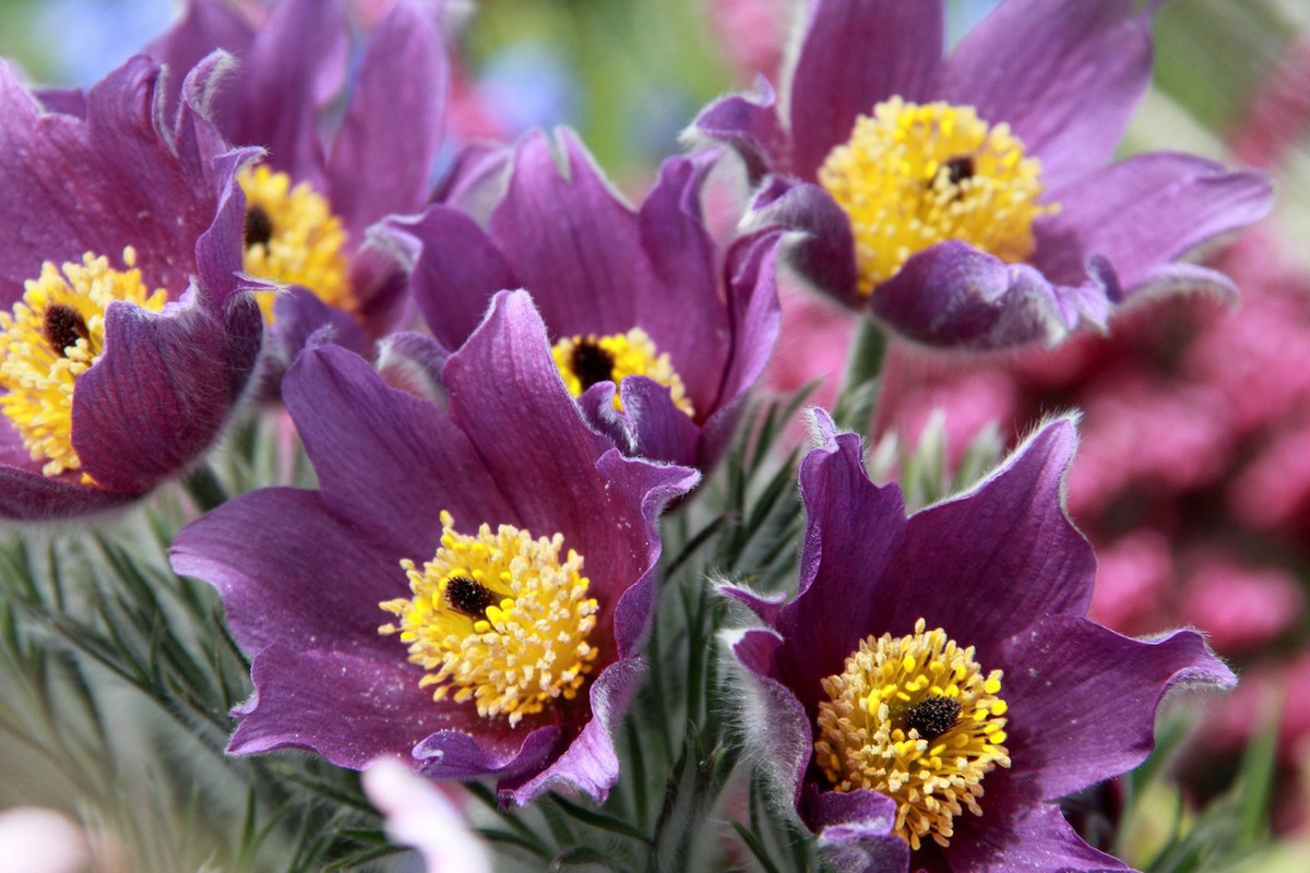 Sasanki (zdj.: Fotolia.com)