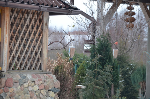 Sikorka bogatka :)Jadłodajnia od rana aktywna :)