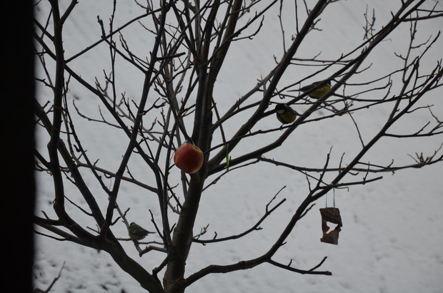 Sikorka modraszka i czubatka